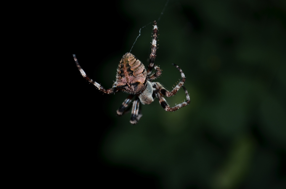 Araneus circe/angulatus