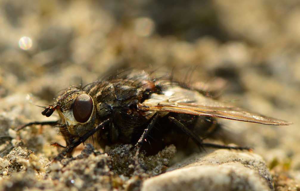 Tachinidae - fürkészlegyek