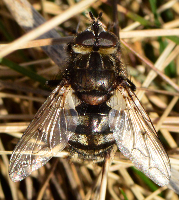 Ernestia puparum
