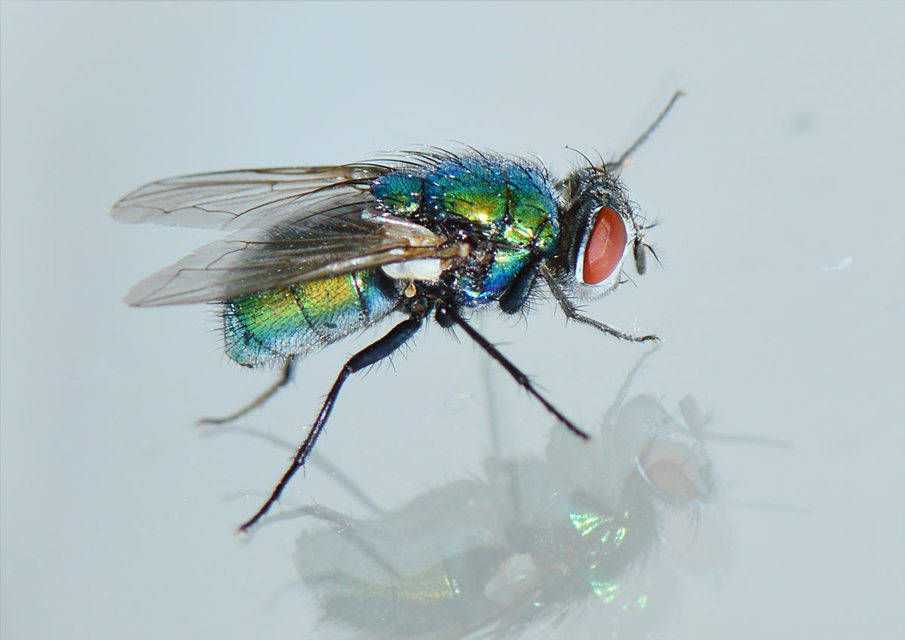 Lucilia sericata - selymes döglégy