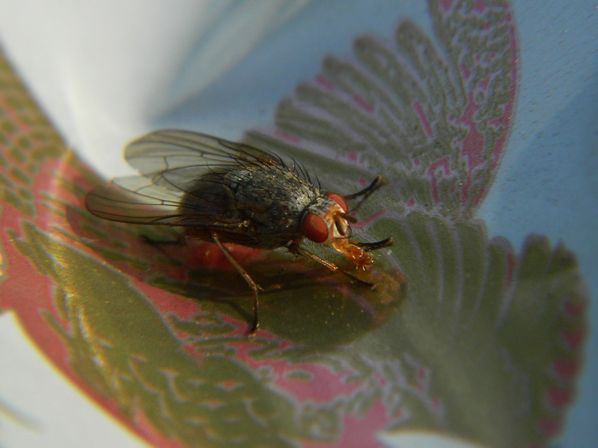Anthomyiidae - viráglegyek