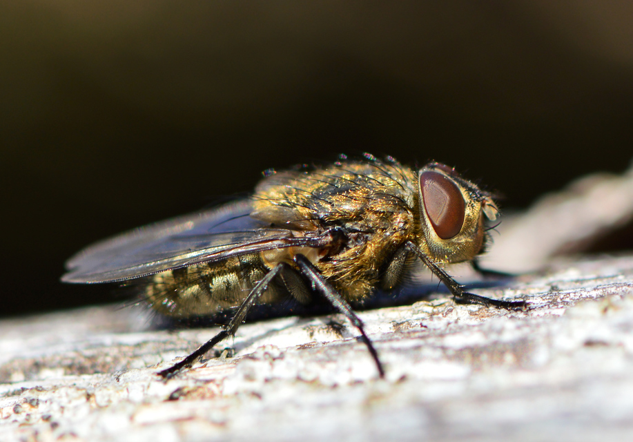 Pollenia