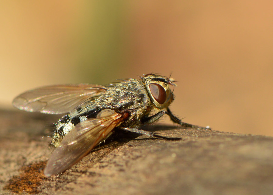 Pollenia