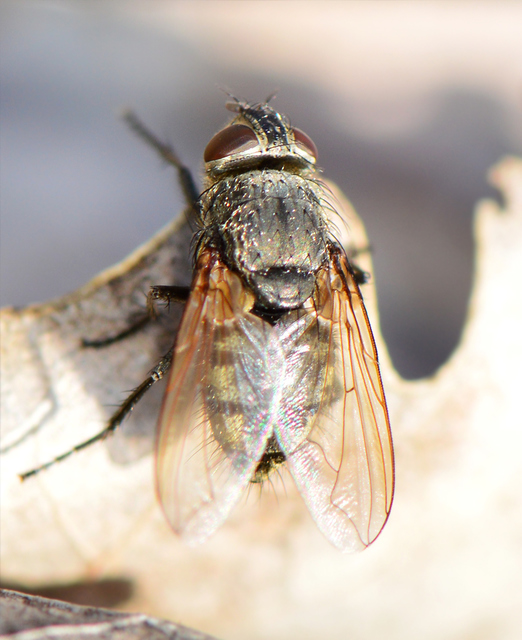 Pollenia