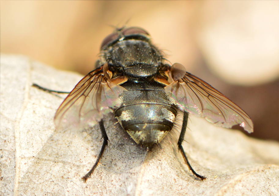 Pollenia