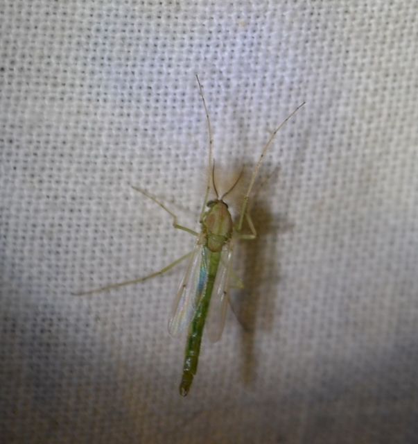 Chironomidae - árvaszúnyogok