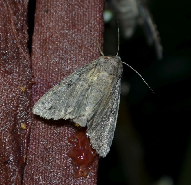 Apterogenum ypsillon - ipszilon-erdeibagoly