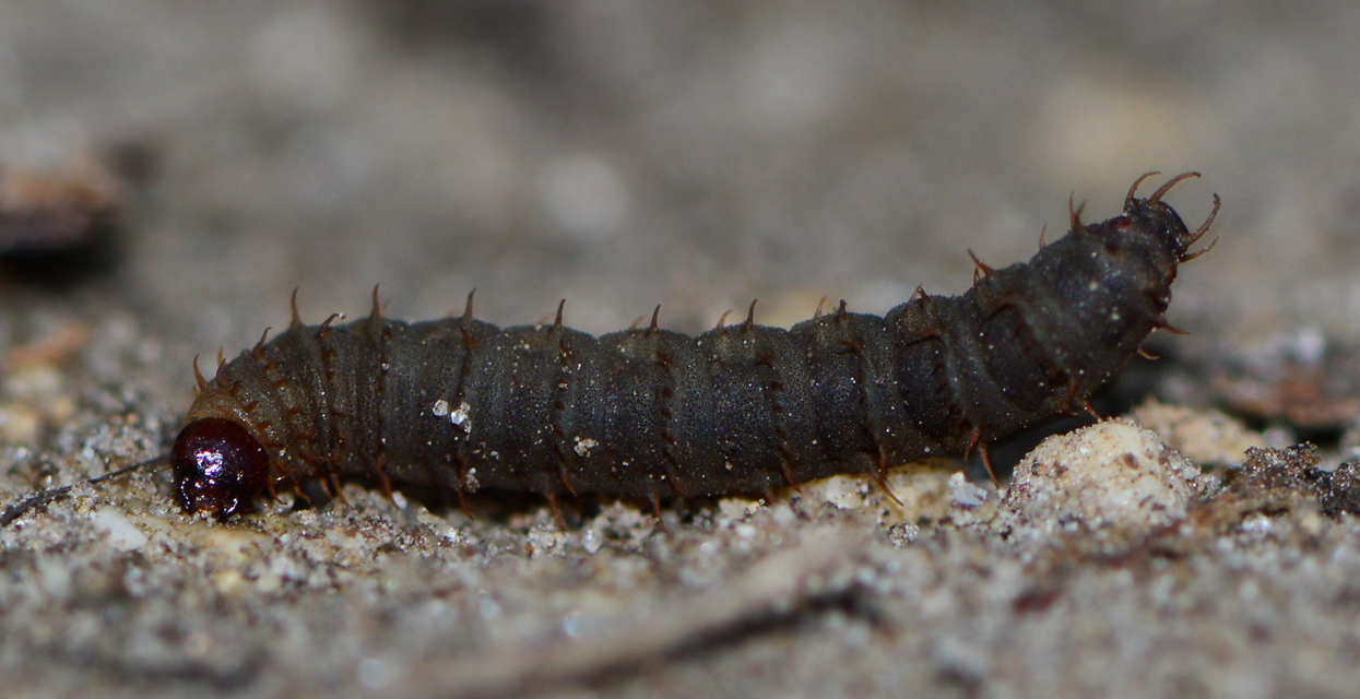 Bibionidae - bársonylegyek