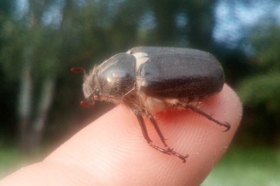 Anoxia pilosa - pusztai cserebogár
