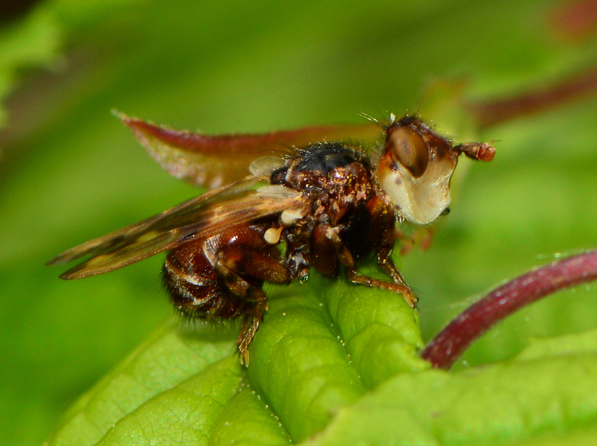 Myopa buccata