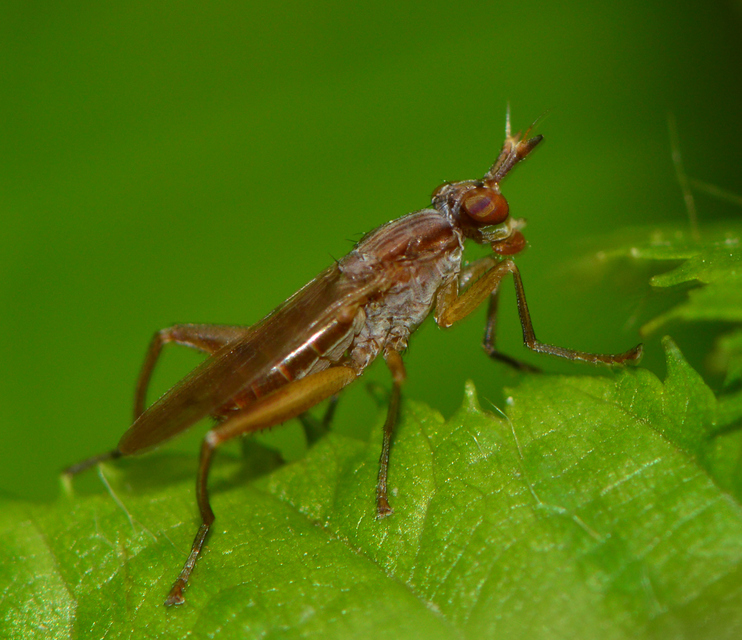 Sciomyzidae - szarvaslégyfélék