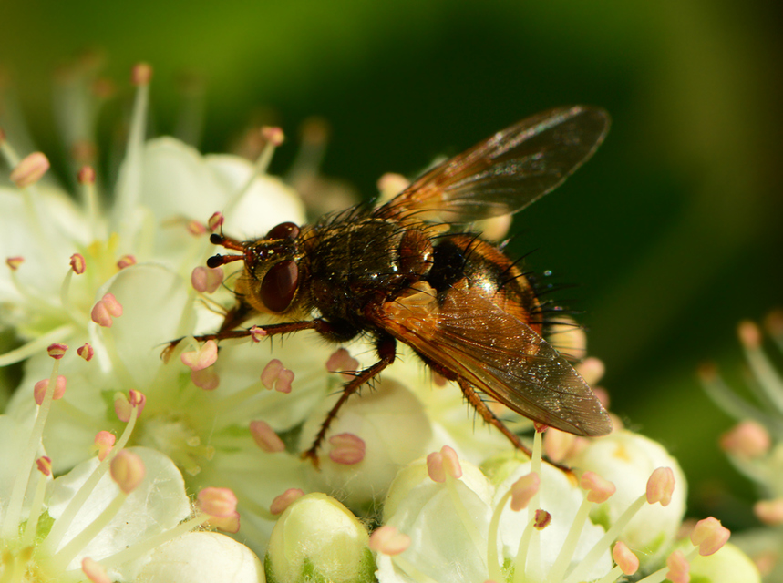 Tachina fera - közönséges fürkészlégy