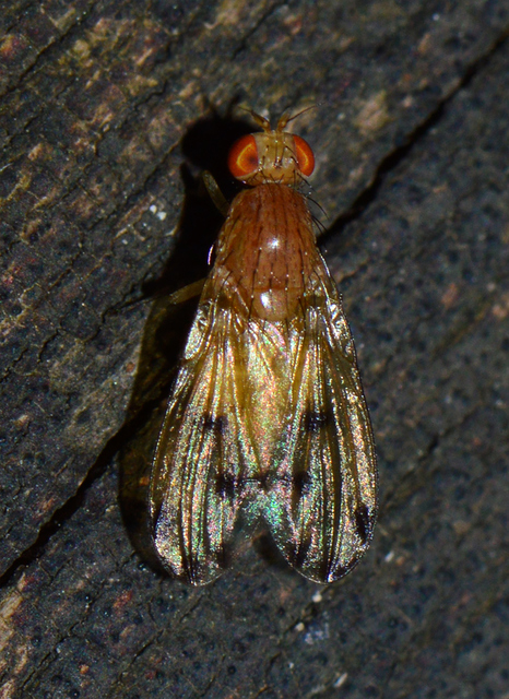 Homoneura