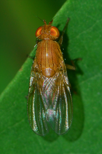 Lauxaniidae - pudvalegyek