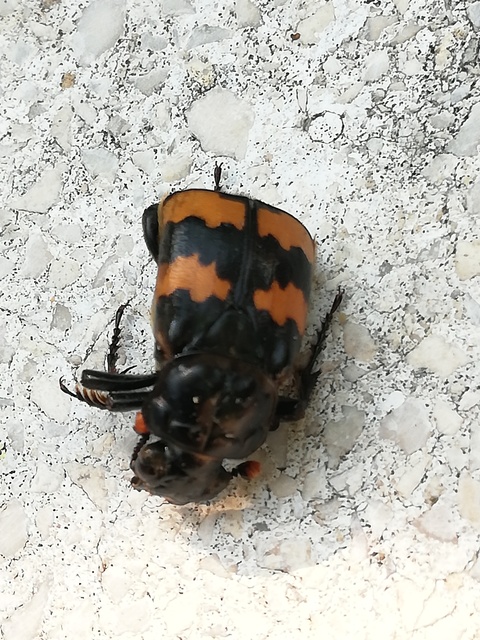 Nicrophorus interruptus - sárgaszőrű temetőbogár