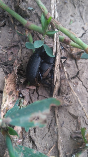 Calosoma maderae - aranypettyes bábrabló