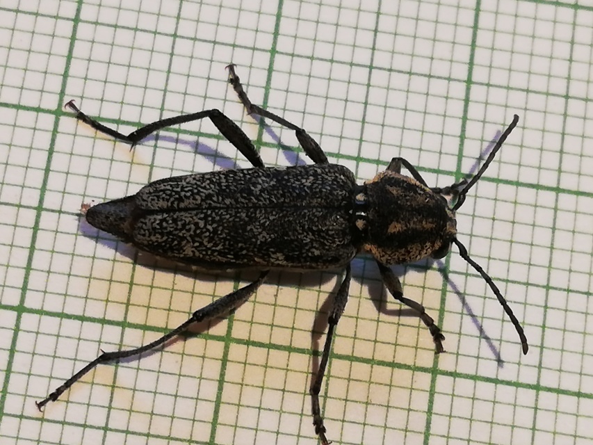 Xylotrechus rusticus - egérszínű darázscincér