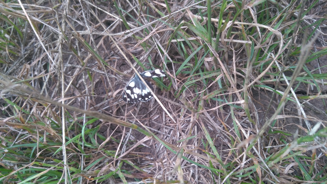 Melanargia galathea - sakktáblalepke