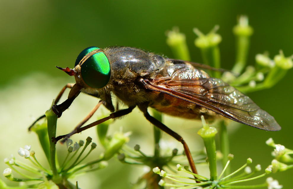 Philipomyia