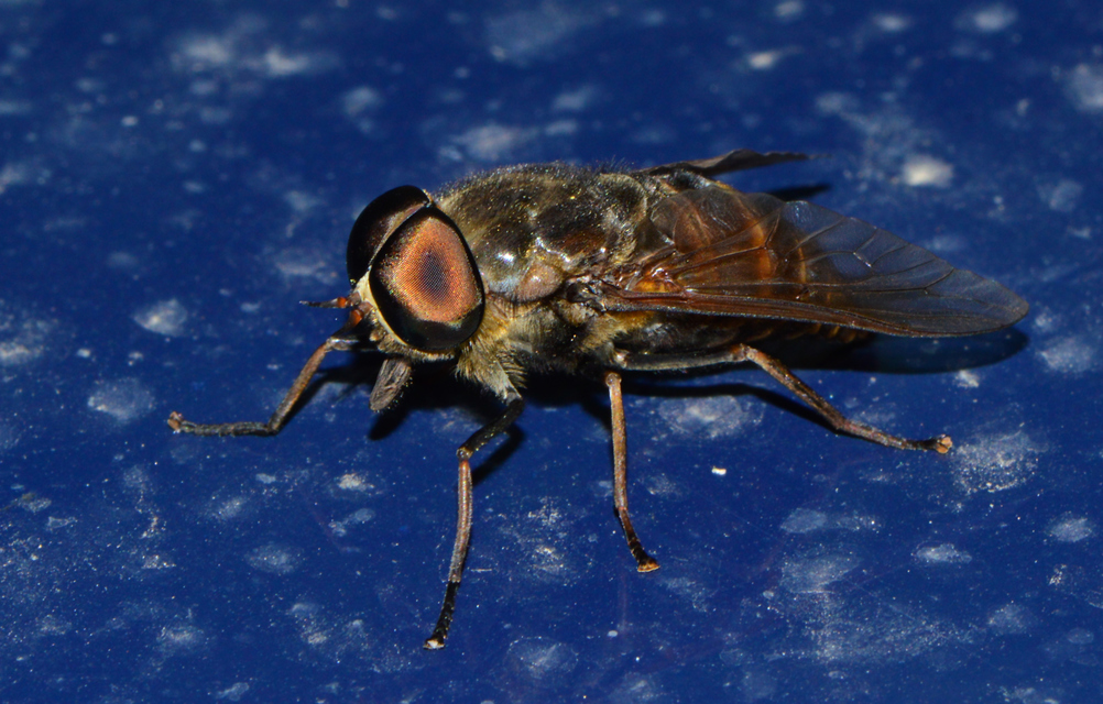 Tabanus