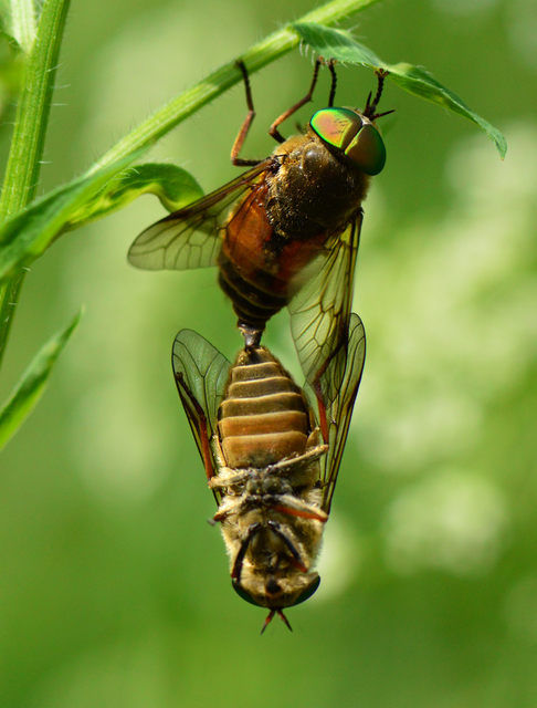 Hybomitra