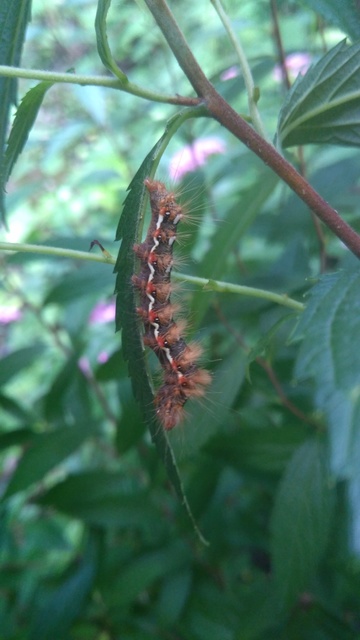 Acronicta rumicis - sóska-szigonyosbagoly
