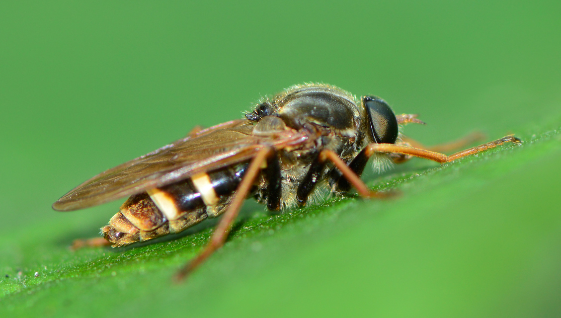 Coenomyia ferruginea - szagos légy