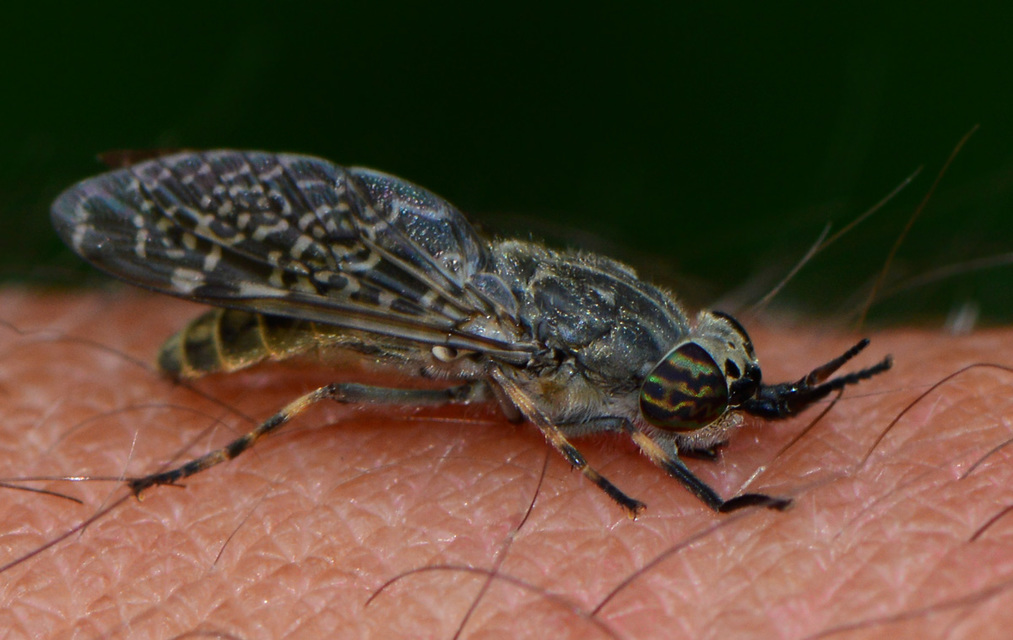 Haematopota pluvialis - esőthozó pőcsik