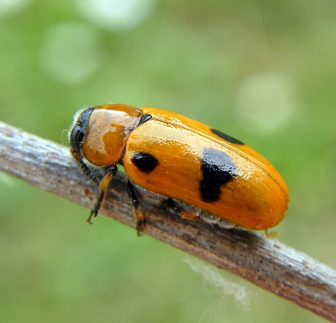 Tituboea macropus - dárdahere-zsákhordóbogár