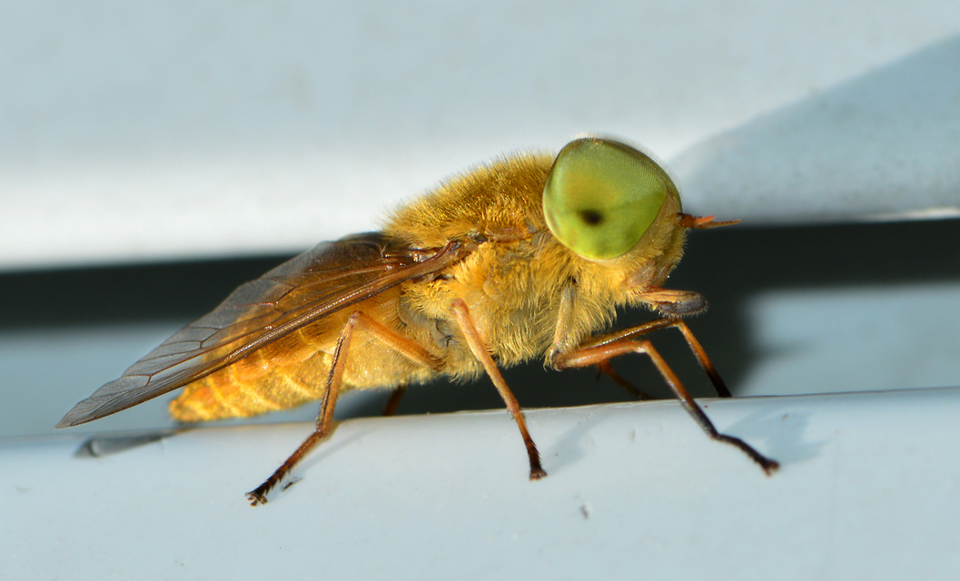 Atylotus loewianus