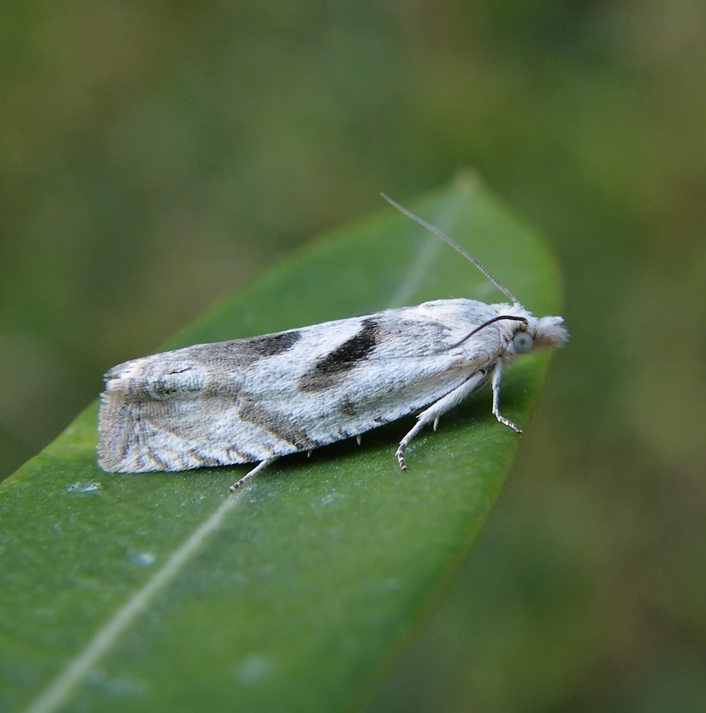 Eucosma metzneriana - ürömgyökér-tükrösmoly