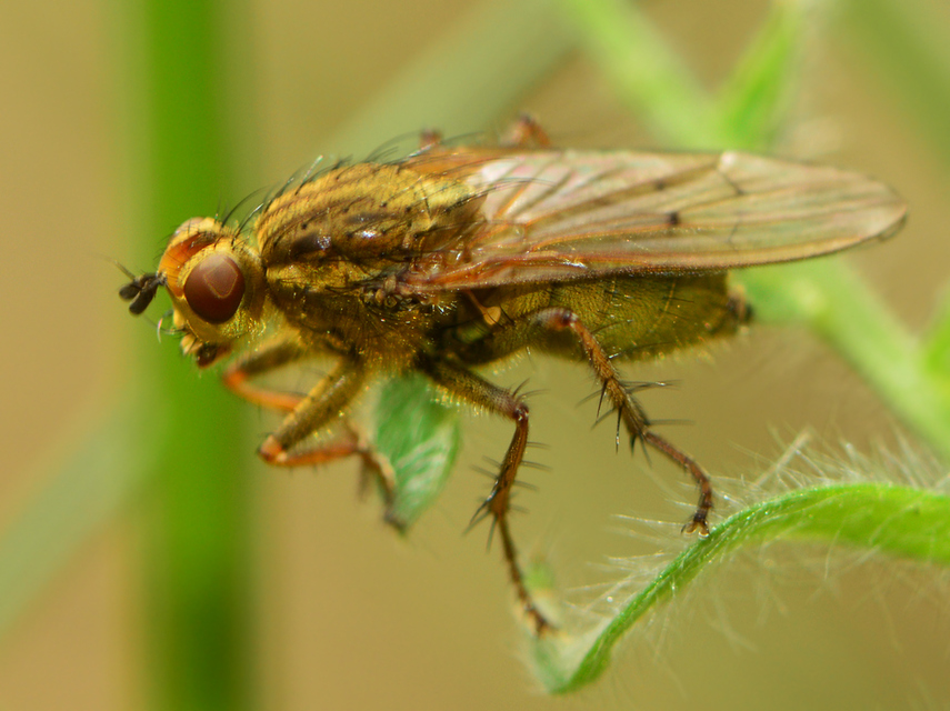 Scathophaga stercoraria - közönséges trágyalégy