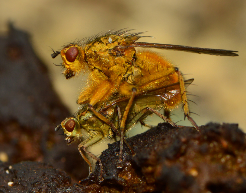 Scathophaga stercoraria - közönséges trágyalégy
