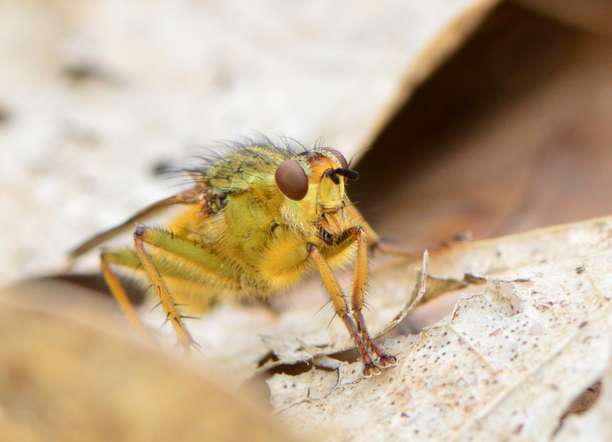 Scathophaga stercoraria - közönséges trágyalégy