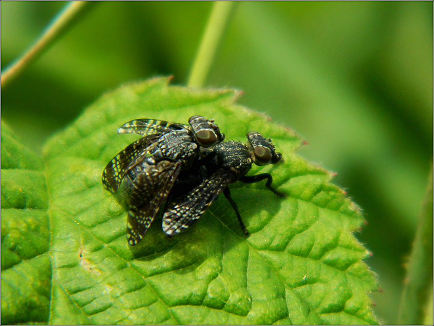 Platystoma