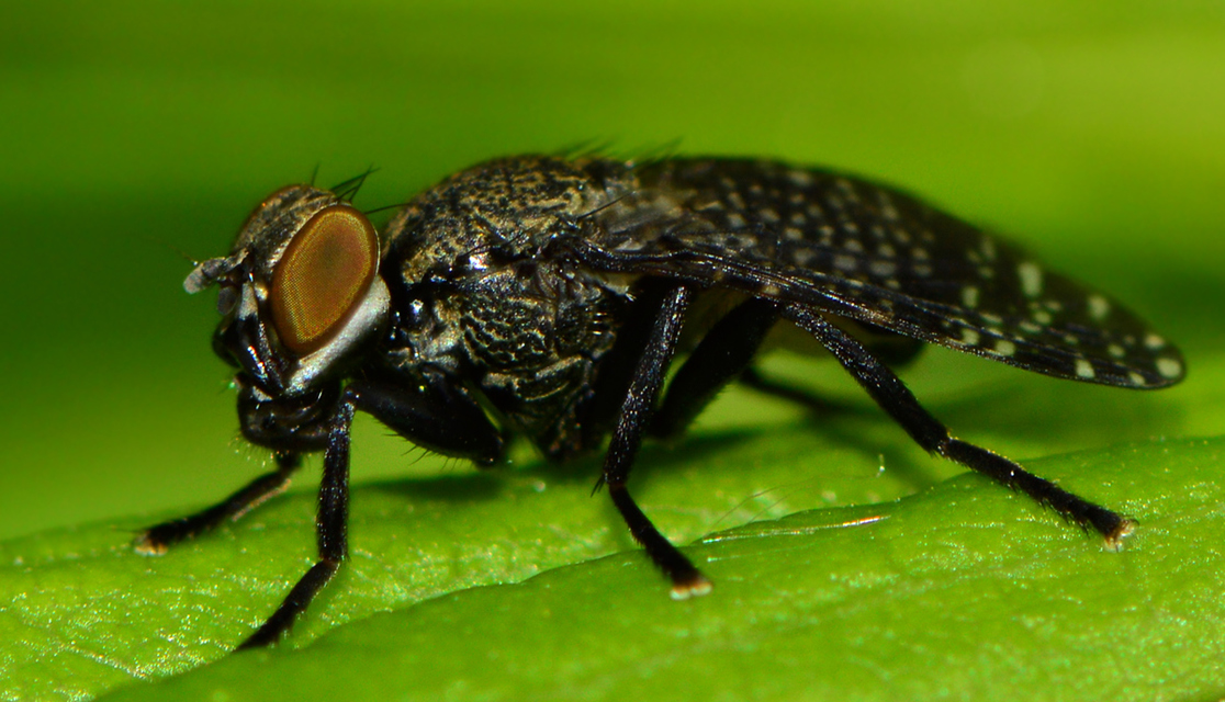 Platystoma seminationis
