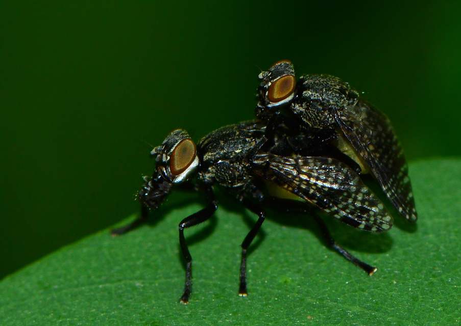 Platystoma seminationis