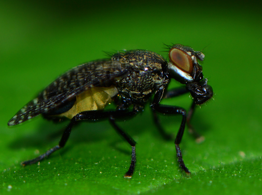 Platystoma