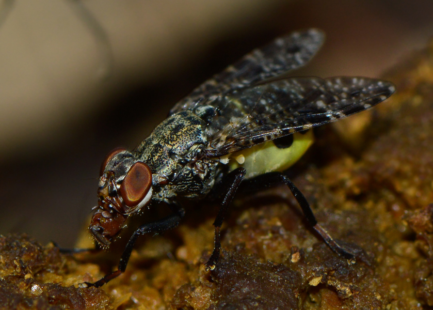 Platystoma