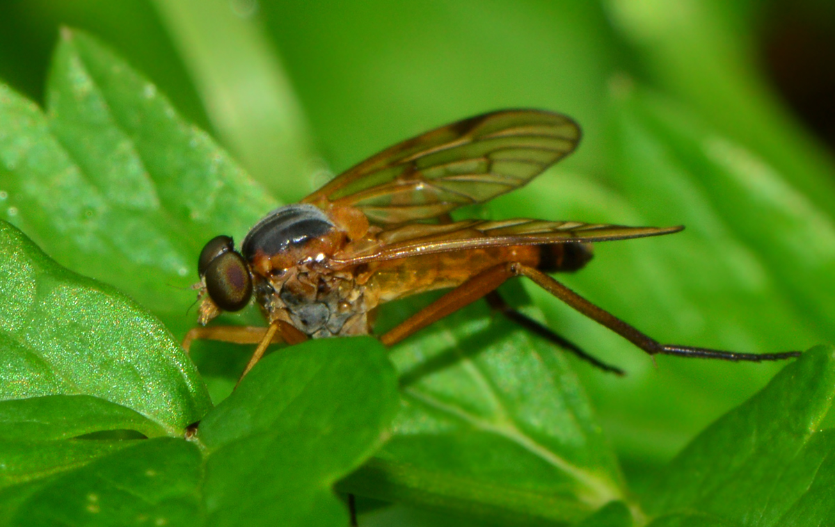 Rhagio immaculatus