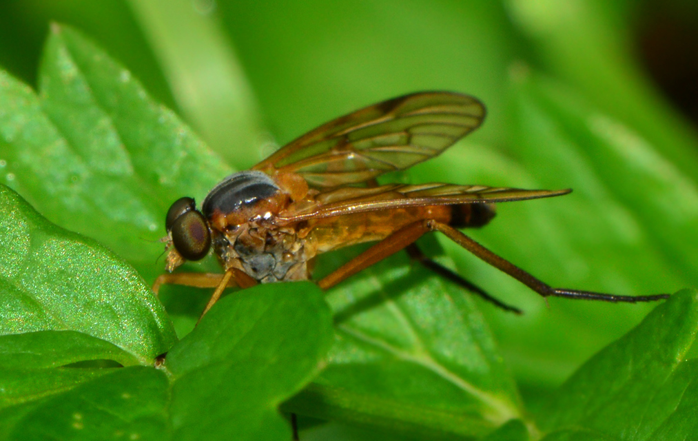 Rhagio immaculatus
