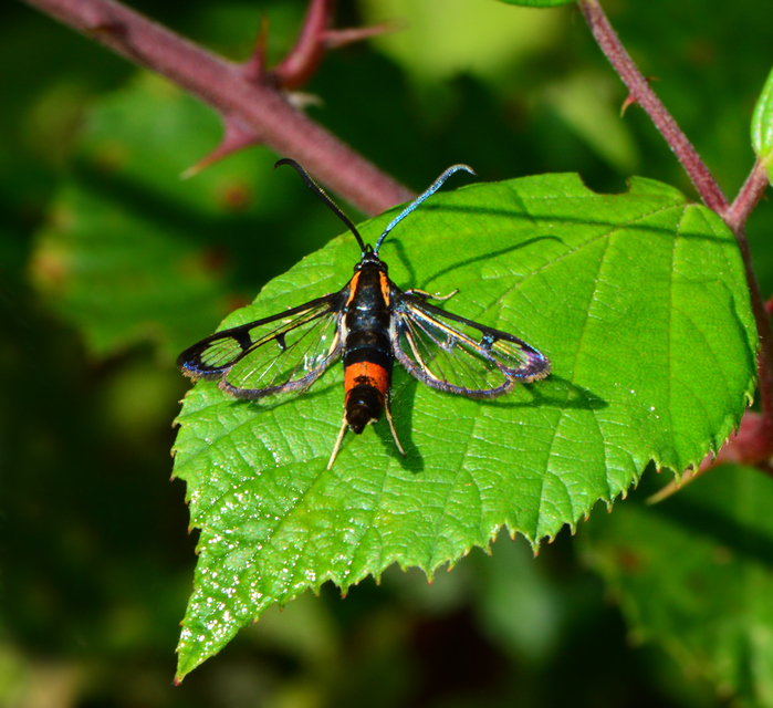 Synanthedon stomoxiformis - naspolyaszitkár