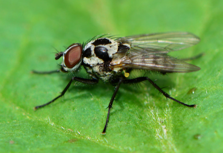 Anthomyia