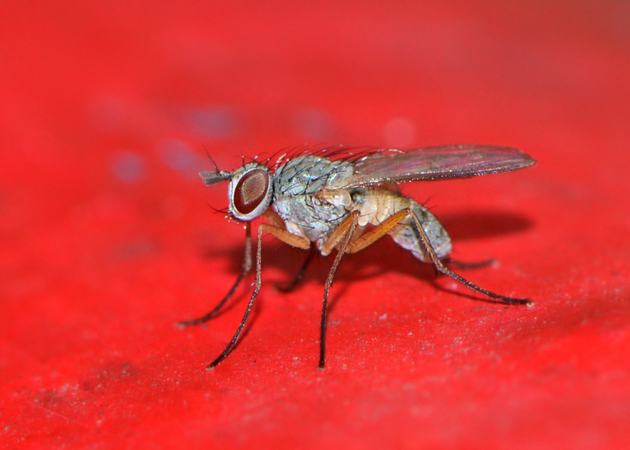 Coenosia
