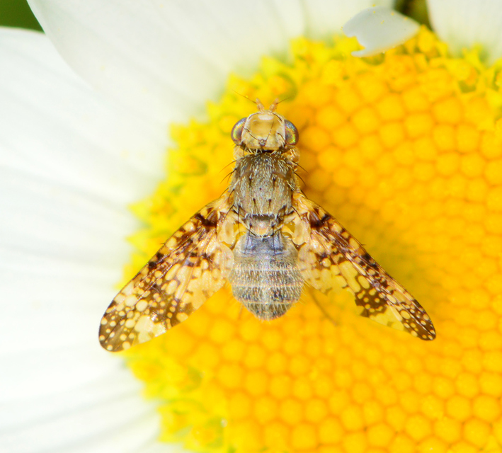 Oxyna parietina