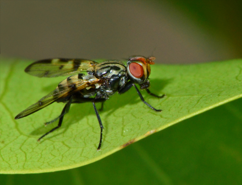 Otites formosa