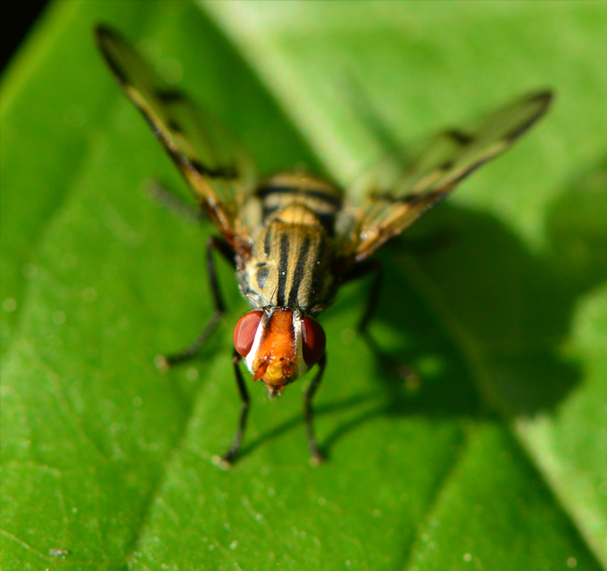 Otites formosa