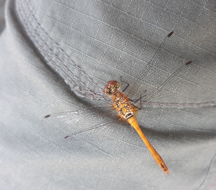 Sympetrum sanguineum - vörös katona-szitakötő