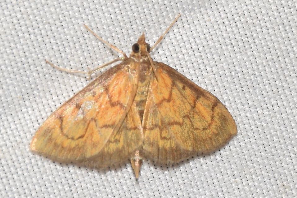 Ecpyrrhorrhoe rubiginalis - rozsdavörös tűzmoly