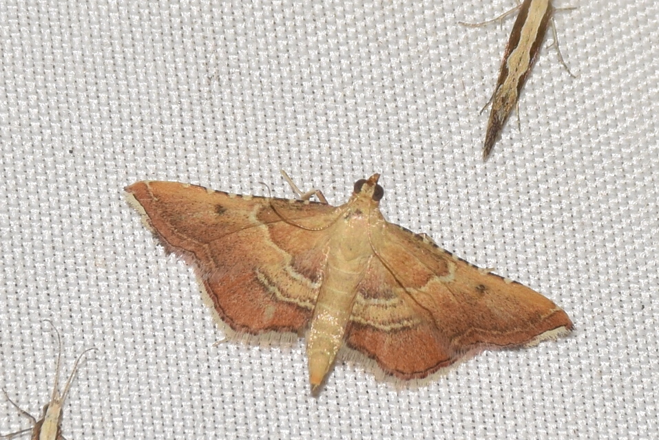 Endotricha flammealis - tüzesszárnyú fényilonca